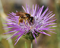 Abeja europea (Apis mellifera)