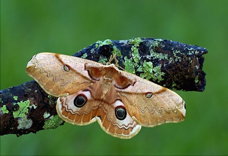 gal_super_moth