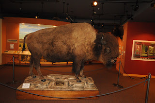 bison, Wyoming State Museum