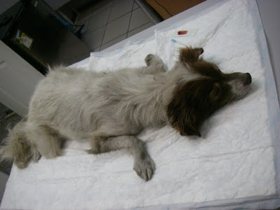 бездомная собака на осмотре ветеринара