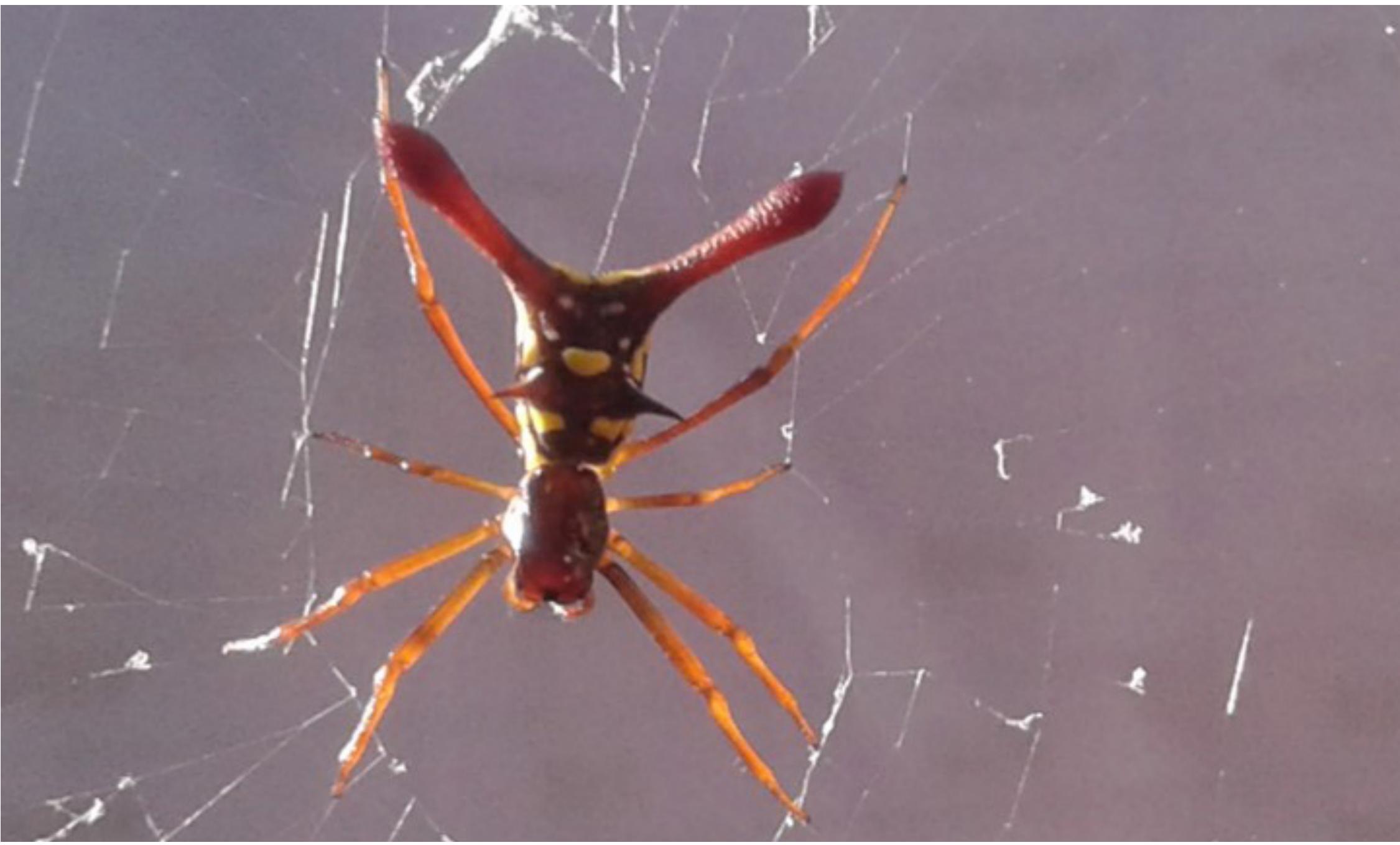 First Records of Spiders in the Genus Micrathena (Araneae: Araneidae) from The Bahamas
