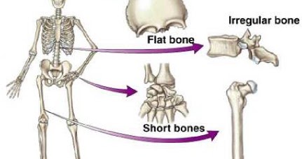 biologi macam jenis tulang pada manusia