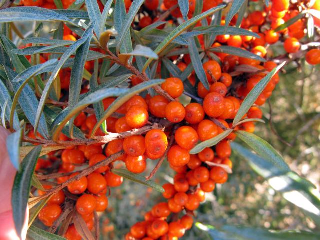 Apa itu Seabuckthorn (ZEBAKTON)