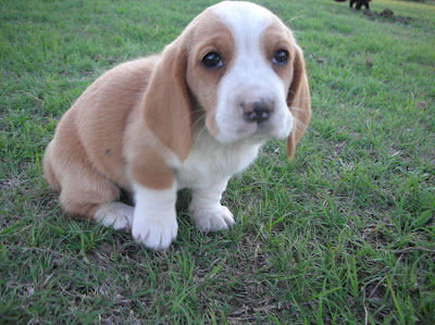 Basset Hound Puppy Pictures