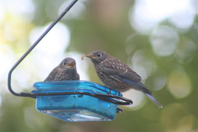 bluebirds feeding mealworms to babies