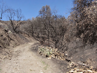 View north at Colby Fire damage on Colby Trail in Glendora