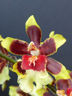 Colmanara Wildcat - Odontocidium Wildcat