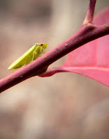 and insect on a branch.