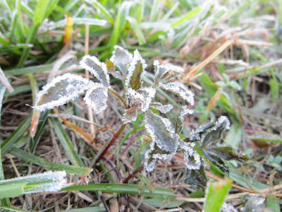 frost, cold weather, crochet