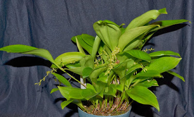 Pleurothallis helleri - Heller's Pleurothallis