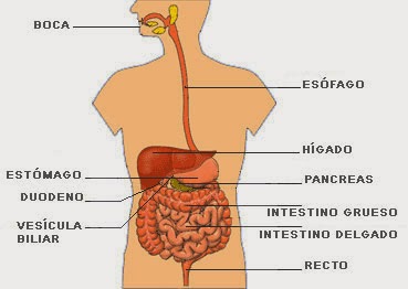 http://www.polavide.es/rec_polavide0708/edilim/ap_digestivo/Ap_digestivo.html