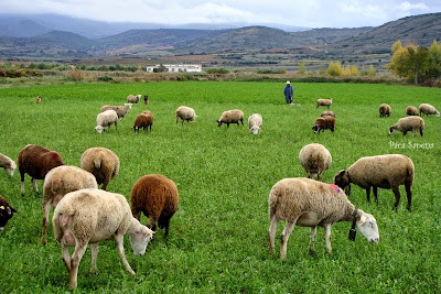 Mascotas y muchas más cosas : OVEJAS PASTANDO - Navarrete