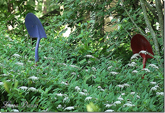 LF_Gooseneck_Loosestrife