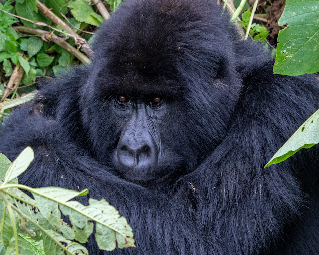Gorilla social structure and conservation