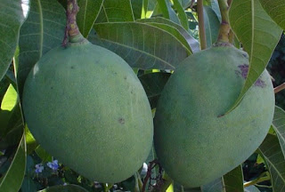 Fruit Alphabetical List - Mango