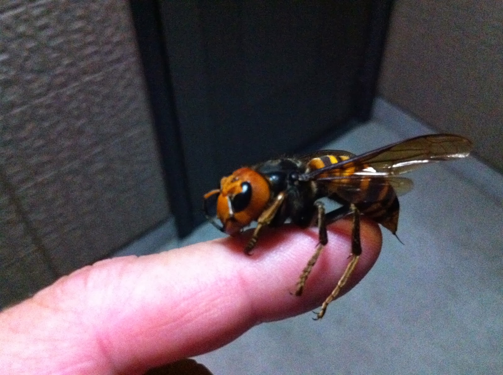 This is your Captain speaking..: The Asian Giant Hornet (Vespa Mandarinia)