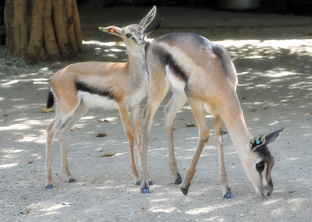 pictures of animals and their babies