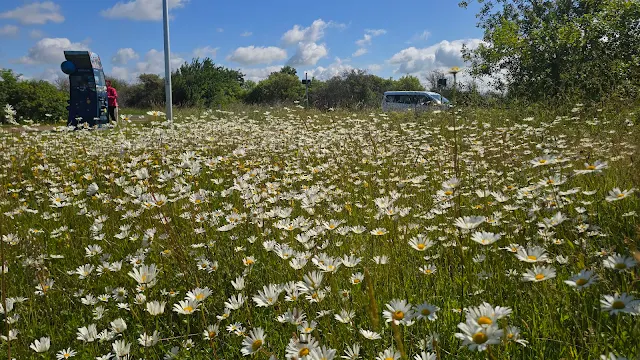 Blumenwiese