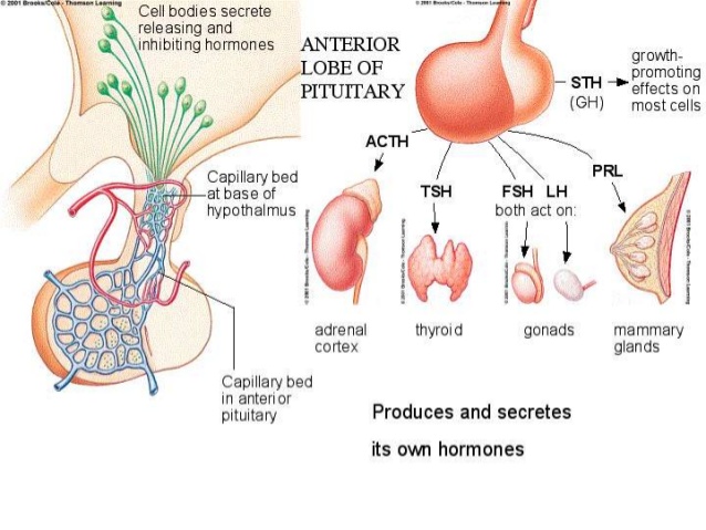  Kelenjar  Pituitari Dan Fungsinya Lobus posterior 