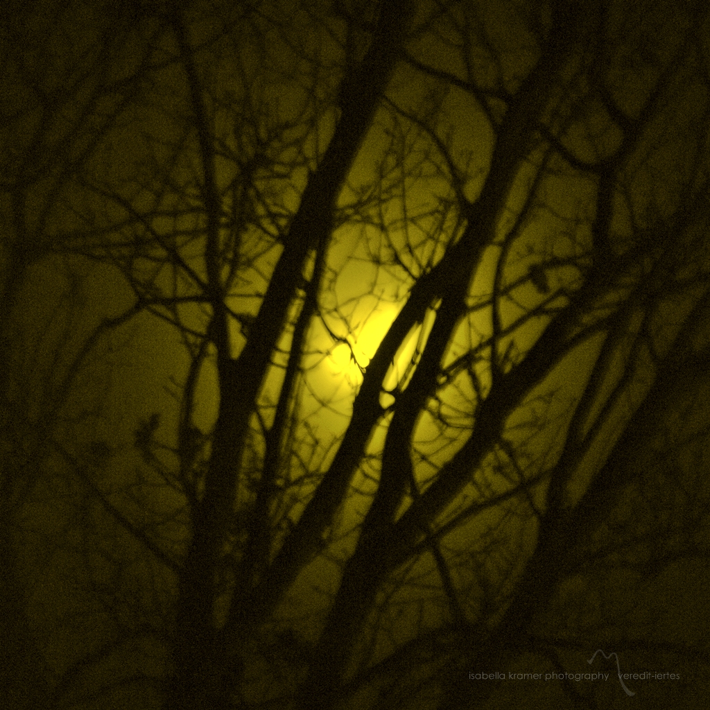 Wald nacht gedicht