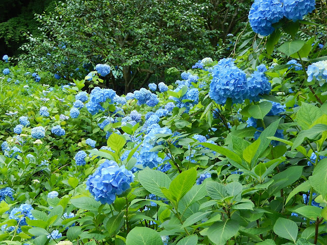 明月院のアジサイ