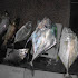 <b><b>Memancing di</b></b></b> <b><b>Perlis</b></b> - <b>Pancing</b> Johor <b>...</b> - Memancing di Perlis