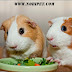 Cách nuôi Bọ  Ú – Guinea Pig – Chuột Lang Từ A - Z