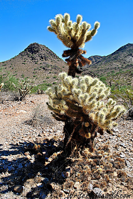 Teddy Bear Cholla