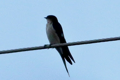 "Red-rumped Swallow Hirundo Daurica  A brightly coloured swallow with a deep forked tail, pale orangish rump, black squared-off undertail coverts, and an unfinished orange colla.Perched on a cable."
