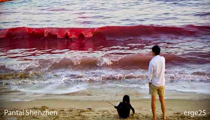 Heboh, Ombak, Merah, Darah, Di, Pantai, China