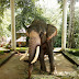 Elephant cage at Konni