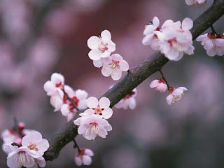 Flowers Garden Japan