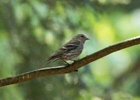 Pine Siskin - Hartwick Pines, Michigan, USA