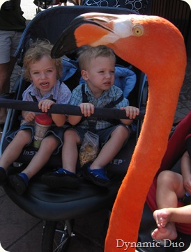 rals and gus see a flamingo