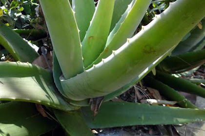 Aloe Vera’s Benefits