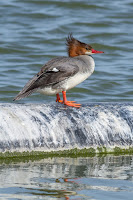 Common merganser female Las Gallinas Wildlife Ponds, CA - photo by Frank Schulenburg