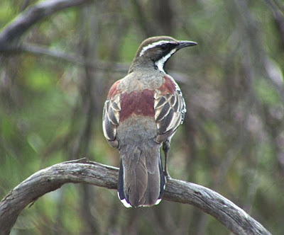 Chestnut Quail-thrush