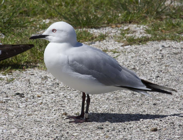 gull wallpaper,gull images;gull photo,gull picture,beautiful gull,cute gull,Pacific Gull, Larus pacificus, Belcher's Gull, Larus belcheri, Olrog's Gull, Larus atlanticus Black-tailed Gull, Larus crassirostris ,Heermann's Gull, Larus heermanni,Common Gull or Mew Gull, Larus canus,Ring-billed Gull, Larus delawarensis,California Gull, Larus californicusGreat Black-backed Gull, Larus marinus,Kelp Gull, Larus dominicanus, (called "Southern Black-backed Gull" or "Karoro" in New Zealand),Cape Gull, Larus dominicanus vetula,Glaucous-winged Gull, Larus glaucescens,Western Gull, Larus occidentalis,Yellow-footed Gull, Larus livens,Glaucous Gull, Larus hyperboreus,Iceland Gull, Larus glaucoides,Kumlien's Gull, Larus glaucoides kumlieni Thayer's Gull, Larus thayeri,European Herring Gull, Larus argentatus,Heuglin's Gull, Larus heuglini,American Herring Gull,Larus smithsonianus,Yellow-legged Gull,Larus michahellis,Caspian Gull, Larus cachinnans,East Siberian Herring Gull, Larus vegae,Armenian Gull,Larus armenicus,Slaty-backed Gull,Larus schistisagus,Lesser Black-backed Gull,Larus fuscus,White-eyed Gull,Ichthyaetus leucophthalmus,Sooty Gull,Ichthyaetus hemprichii,Great Black-headed Gull,Ichthyaetus ichthyaetus,Audouin's Gull, Ichthyaetus audouinii,Mediterranean Gull, Ichthyaetus melanocephalus,Relict Gull, Ichthyaetus relictus,Dolphin Gull, Leucophaeus scoresbii,Laughing Gull, Leucophaeus atricilla,Franklin's Gull, Leucophaeus pipixcan,Lava Gull, Leucophaeus fuliginosus,Gray Gull, Leucophaeus modestus,Silver Gull, Chroicocephalus novaehollandiae,Red-billed Gull, Chroicocephalus scopulinus,Hartlaub's Gull, Chroicocephalus hartlaubii,  Brown-hooded Gull, Chroicocephalus maculipennis,Gray-hooded Gull, Chroicocephalus cirrocephalus,Andean Gull, Chroicocephalus serranus,Black-billed Gull, Chroicocephalus bulleri,Brown-headed Gull, Chroicocephalus brunnicephalus,Black-headed Gull, Chroicocephalus ridibundus,Slender-billed Gull, Chroicocephalus genei,Bonaparte's Gull, Chroicocephalus philadelphia,