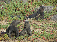 Marine Iguana North Seymour Island Galapagos Islands, Ecuador