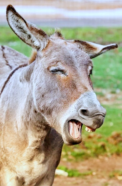 গাধার বিতর্ক