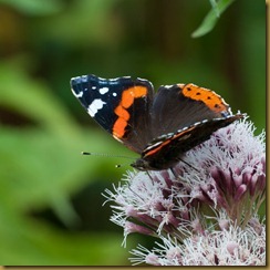Red Admiral, Vanessa atalanta