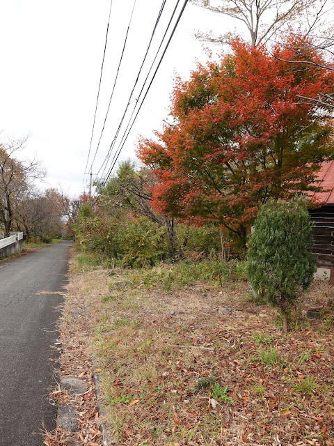 いすず大山コテージ　紅葉