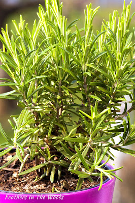 Rosemary being grown for medicinal properties