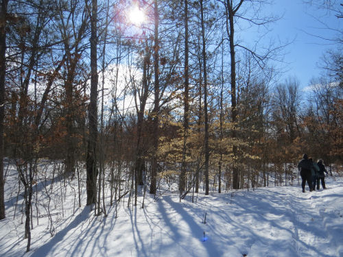 sun through trees