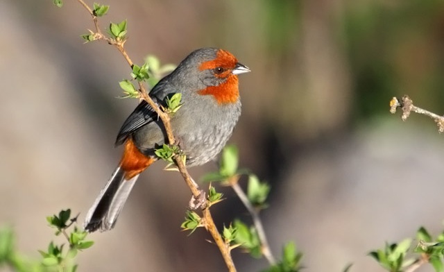 Finch Families Bird Varieties