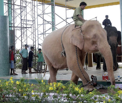 Rare Albino Elephant | White Elephant Picture Seen On  lolpicturegallery.blogspot.com