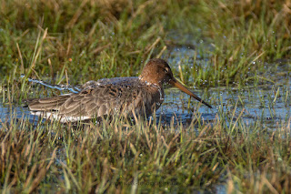 Wildlifefotografie Uferschnepfe