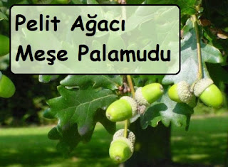 Pelit Ağacı - Meşe Palamudu