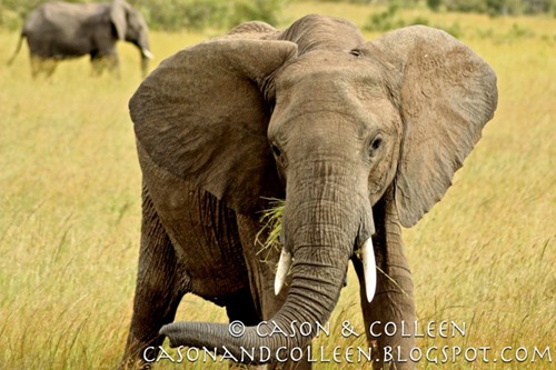 Elephant