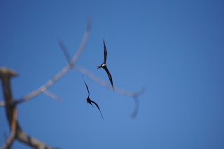 Couple de Frégates, on reconnait le mal à sa gorge rouge